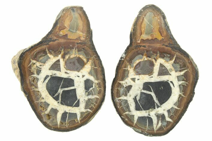 Cut/Polished Septarian Nodule Pair - Morocco #273626